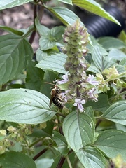 Melissodes comptoides