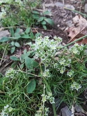 Scleranthus perennis