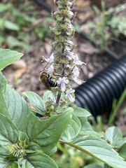 Melissodes comptoides