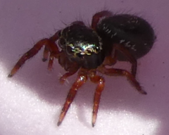 Phidippus