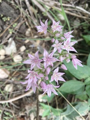 Allium drummondii