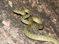 Boiga flaviviridis