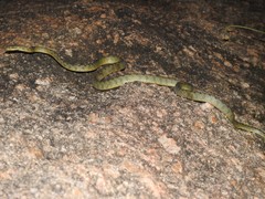 Boiga flaviviridis