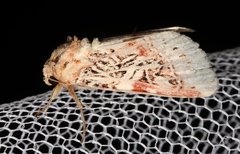 Spodoptera picta