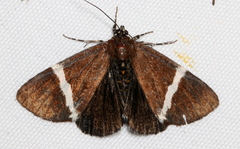 Coenotoca subaspersa