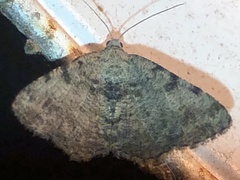 Digrammia gnophosaria