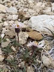 Erigeron pygmaeus