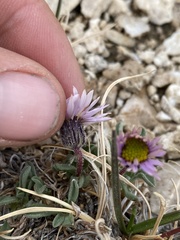 Erigeron pygmaeus