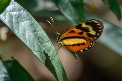 Hypothyris euclea laphria