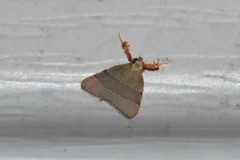 Basacallis tarachodes