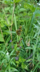Carex pachystachya