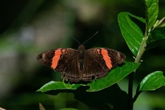 Adelpha lycorias