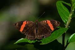 Adelpha lycorias