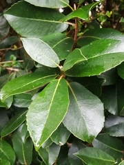 Hydrangea serratifolia