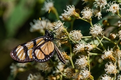 Thyridia psidii cetoides