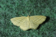 Scopula virgulata