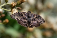 Ebrietas anacreon