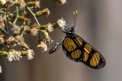 Thyridia psidii cetoides