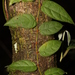 Ficus recurva - Photo (c) loupok, μερικά δικαιώματα διατηρούνται (CC BY-NC-ND)