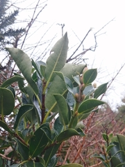 Hydrangea serratifolia