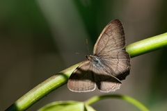 Paryphthimoides poltys