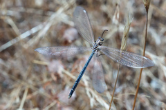 Creoleon lugdunensis