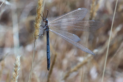 Creoleon lugdunensis