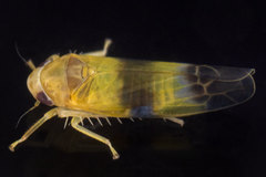 Empoa venusta