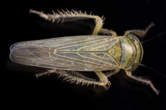 Limotettix