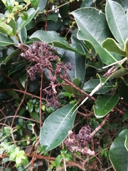 Hydrangea serratifolia