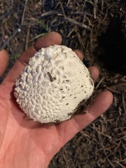 Calbovista subsculpta