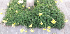 Oxalis pes-caprae