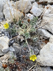 Potentilla pseudosericea
