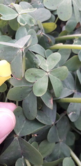 Oxalis pes-caprae