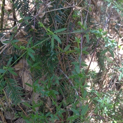 Galium aschenbornii