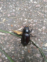 Lucanus cervus