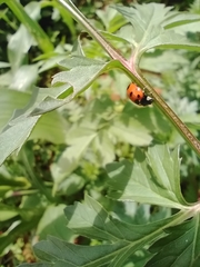 Coccinella nugatoria