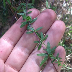 Galium aschenbornii