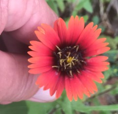 Gaillardia amblyodon