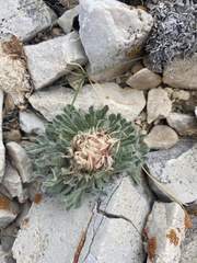 Townsendia condensata