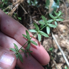 Galium aschenbornii