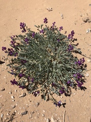 Astragalus amphioxys