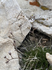 Eremogone kingii compacta