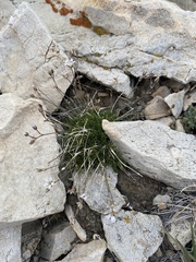 Eremogone kingii compacta