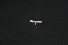 Eupithecia subapicata