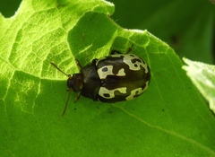 Calligrapha intermedia