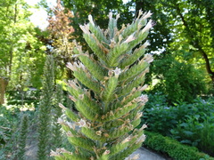 Echium boissieri