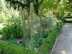 Echium boissieri