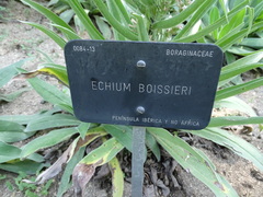 Echium boissieri