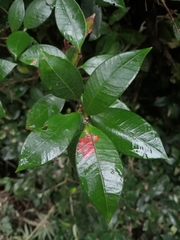 Myrceugenia planipes